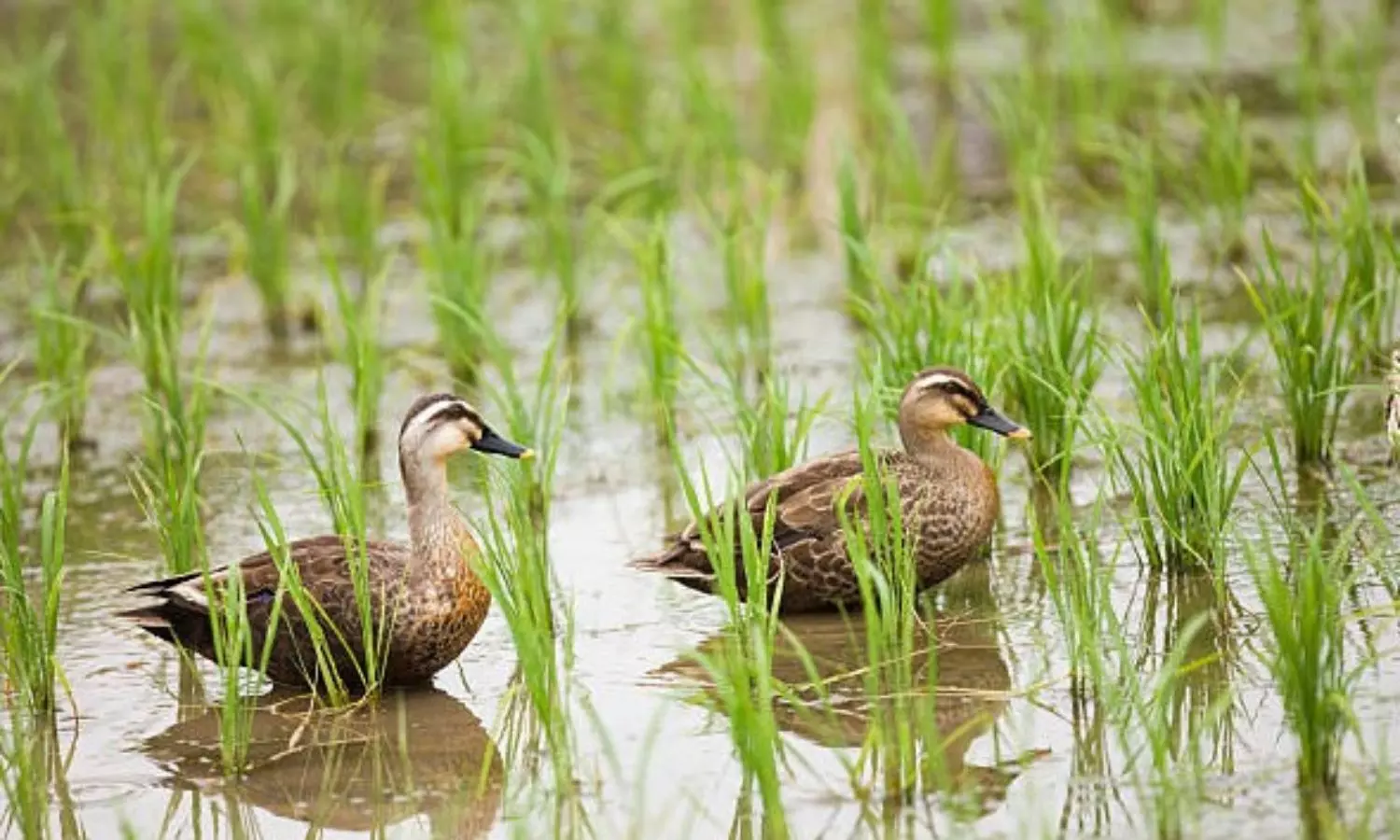 వరి సేద్యంలో బాతులు.. బహు బాగు