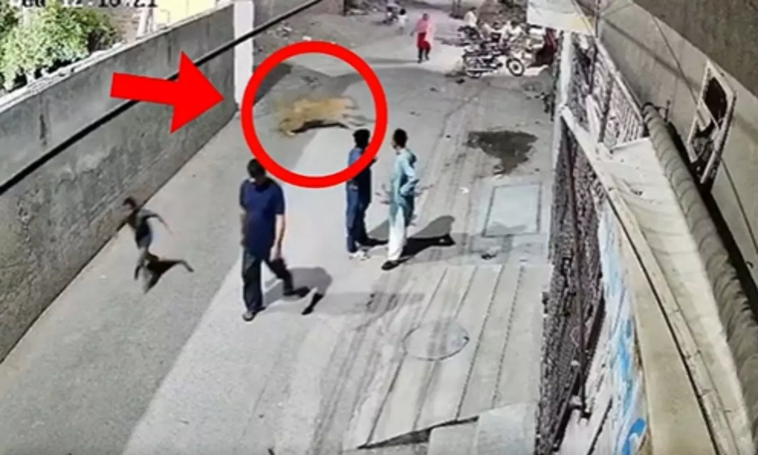 Pet lion,  Lahore, Pakistan.