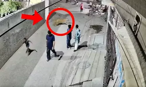 Pet lion,  Lahore, Pakistan.