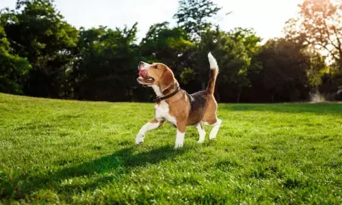 Dog, surat, permission,pet dogs