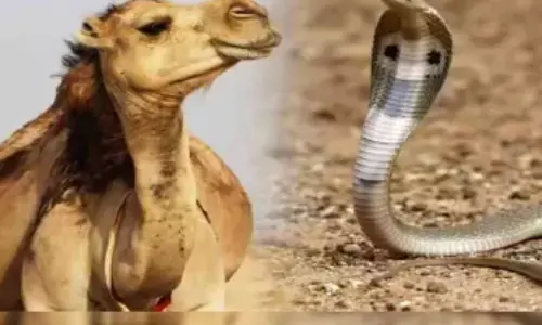 Camel,  snake ,snakebite,camels