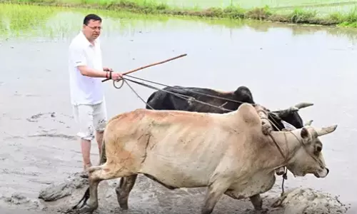 పొలం దున్నిన సీఎం