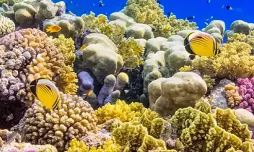 మన పగడపు దిబ్బలకు అంతర్జాతీయ గుర్తింపు దక్కింది