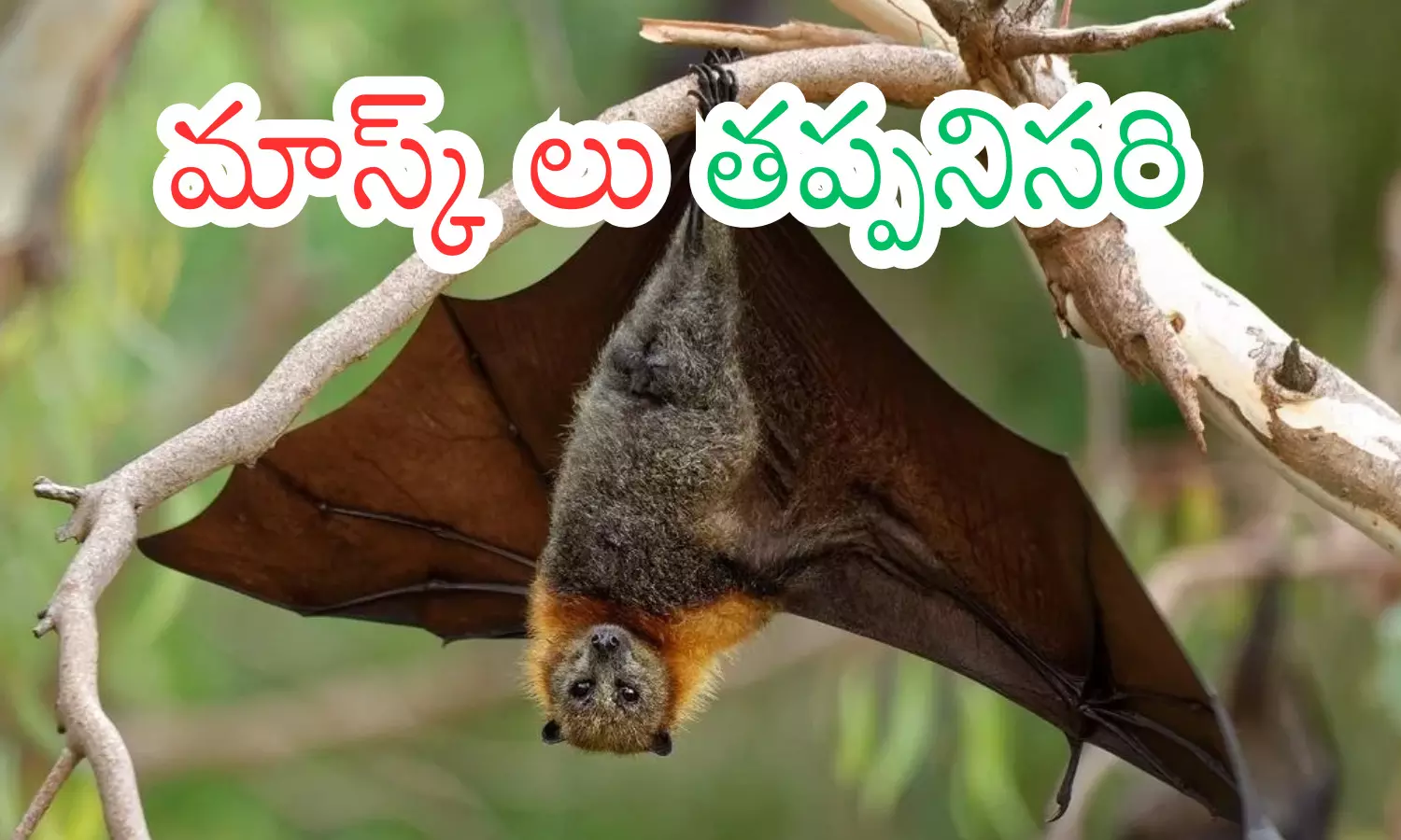 nipah virus, havoc , positive cases, kerala