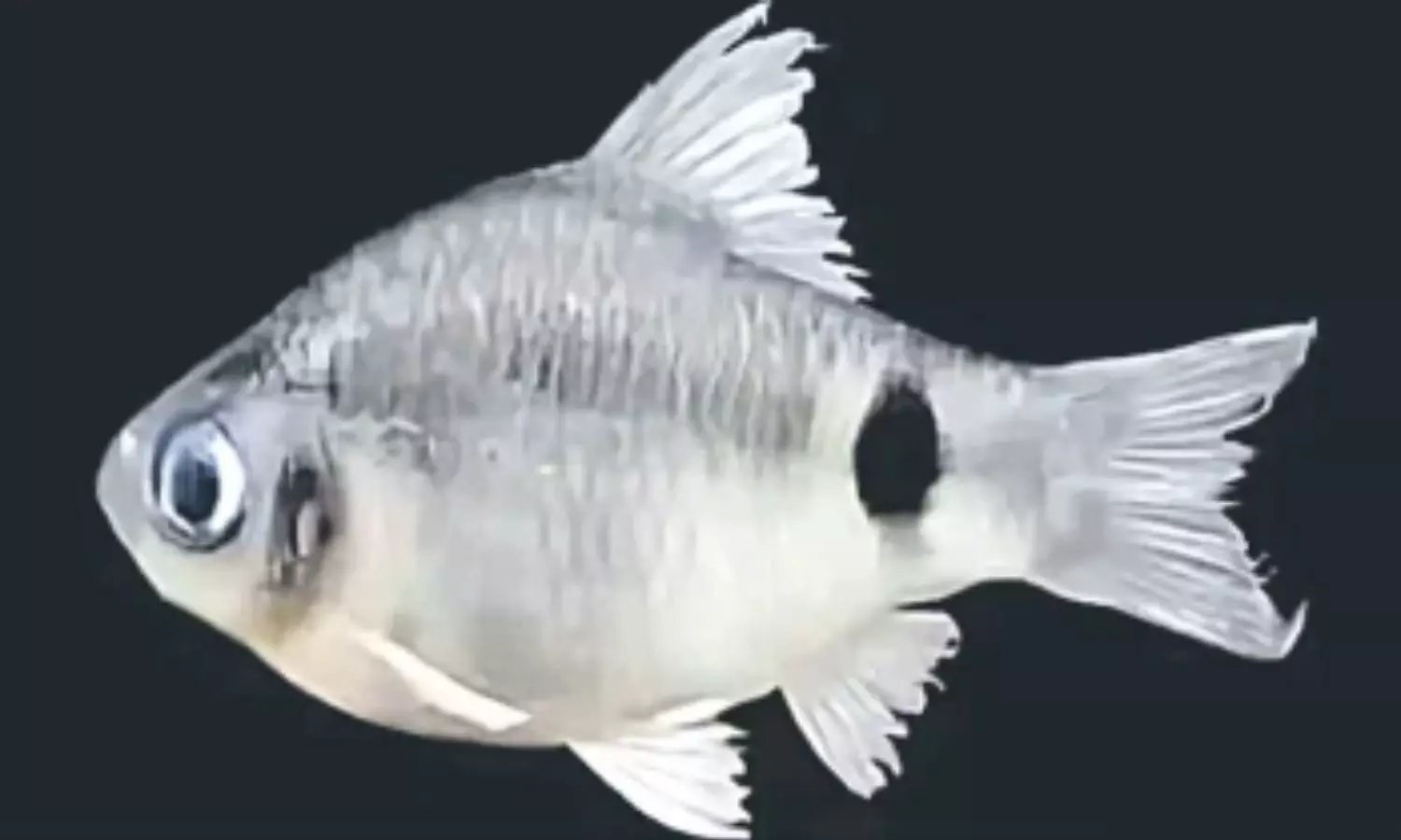 Fish ,Brahmaputra river,New fish