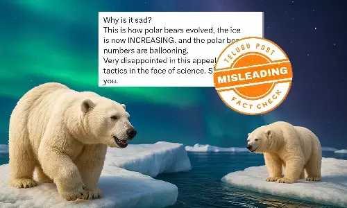 Fact Check: Misleading Claims on Rising Polar Bear Numbers Ignore Climate Crisis Threat