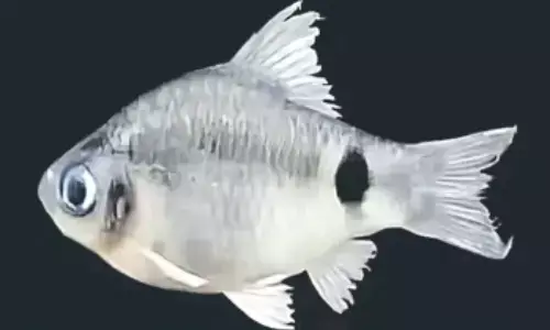 Fish ,Brahmaputra river,New fish