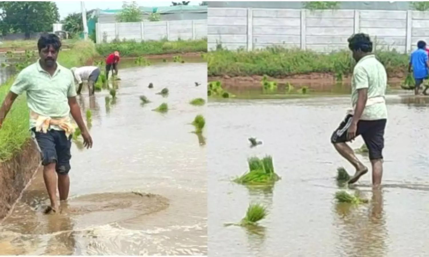 పొలం పనుల్లో ఎమ్మెల్యే వీరేశం బిజీ బిజీగా!!