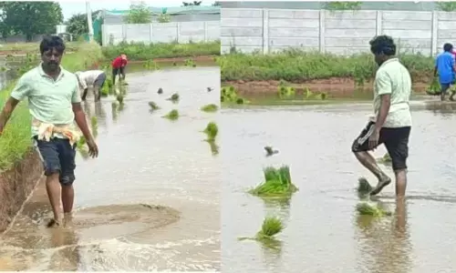 పొలం పనుల్లో ఎమ్మెల్యే వీరేశం బిజీ బిజీగా!!