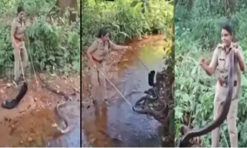 16 అడుగుల కింగ్ కోబ్రా బెదరని రోహిణి