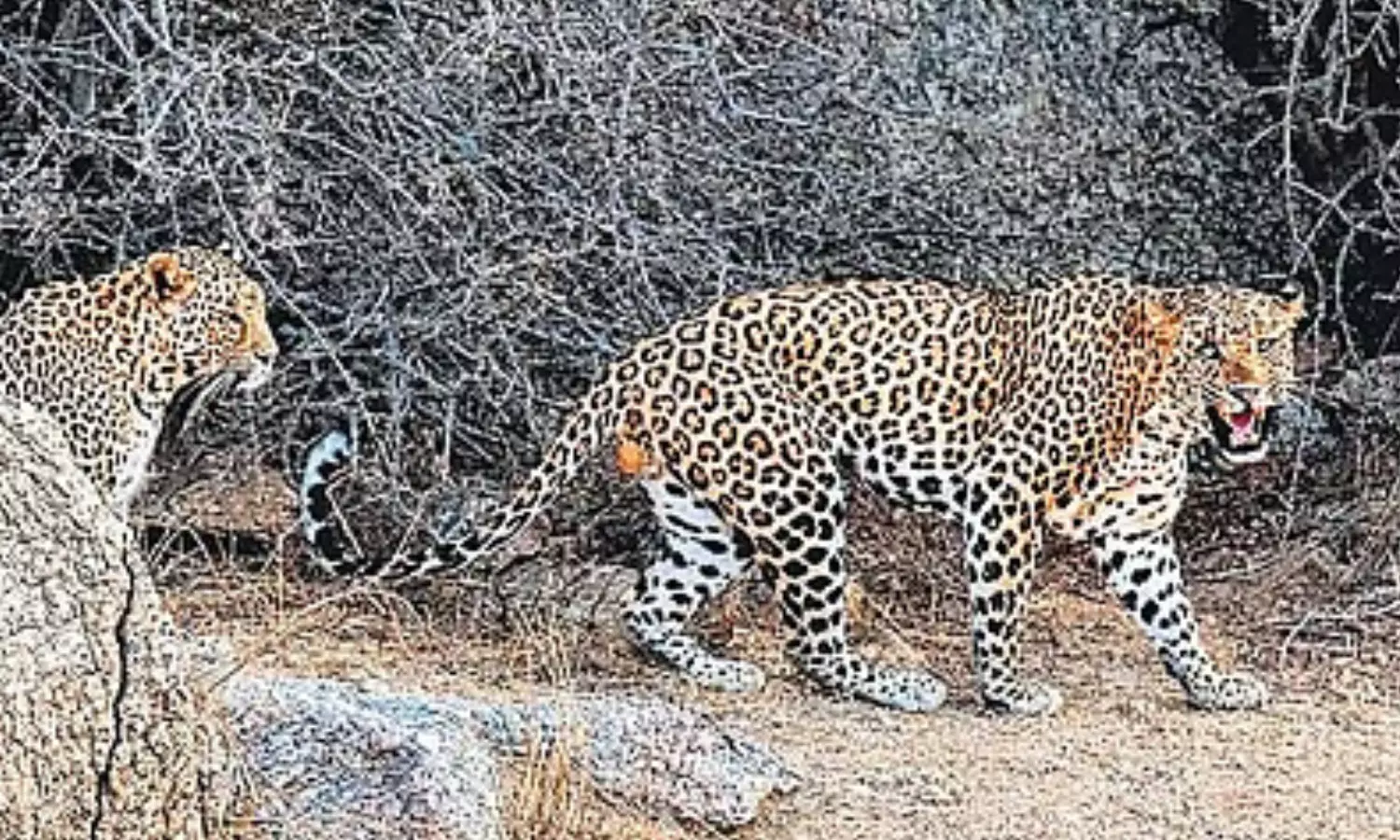 two leopards, movement , RCI office in balapur, hyderabad.