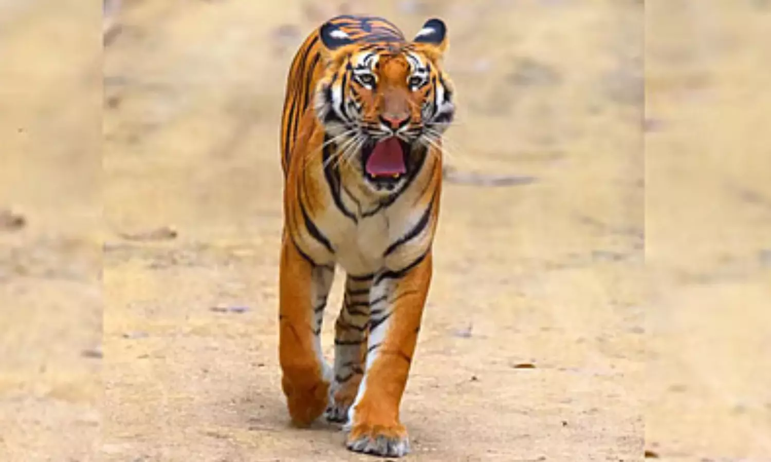 tiger, movement, tatimalli forest area, nizamabad