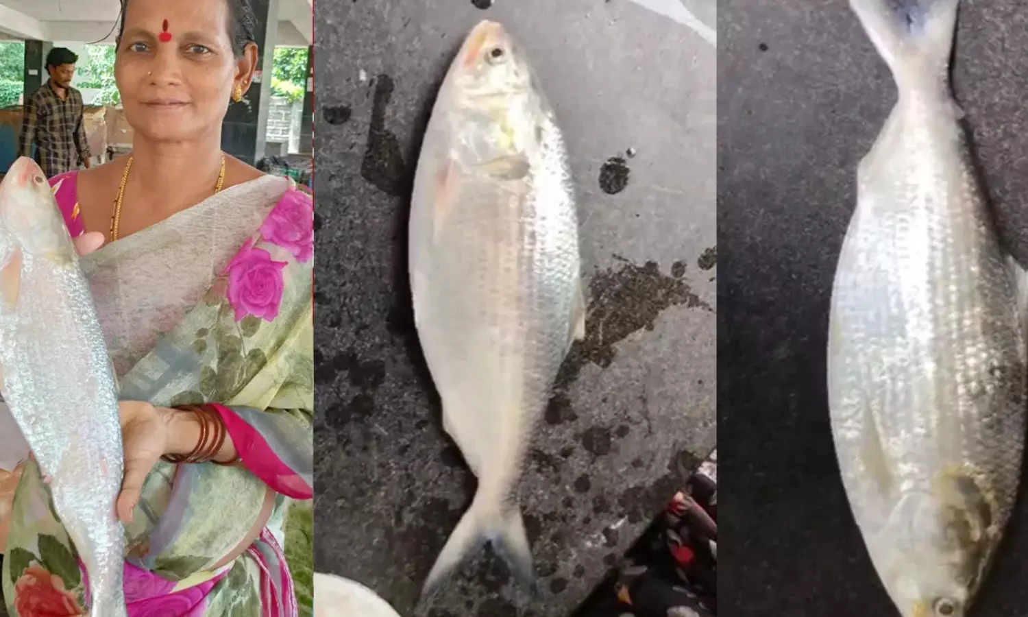 flood water,  godavari, pulasa fish, yanam