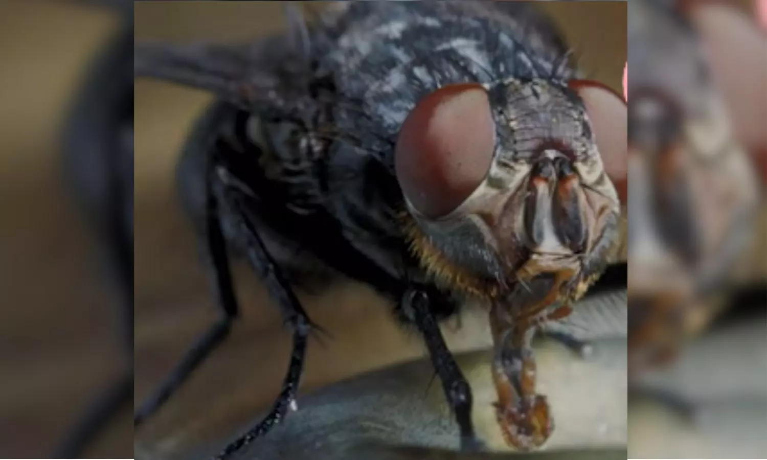 అమెరికాలో మగ ఈగలతో మహా పోరాటం