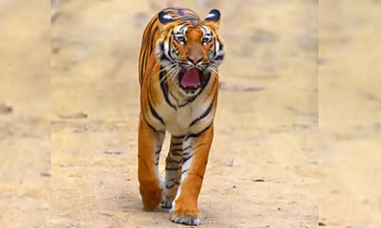 tiger, movement, tatimalli forest area, nizamabad