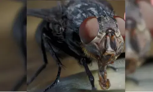 అమెరికాలో మగ ఈగలతో మహా పోరాటం