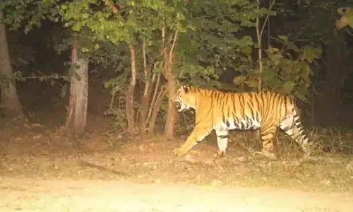 movement, tiger,  stir, kamareddy district