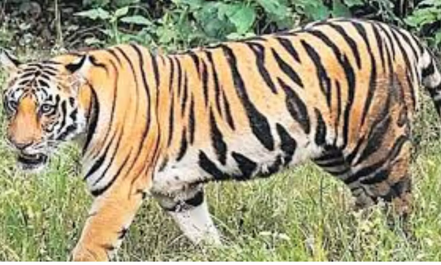 tiger,  roaming,  kamareddy district, telangana