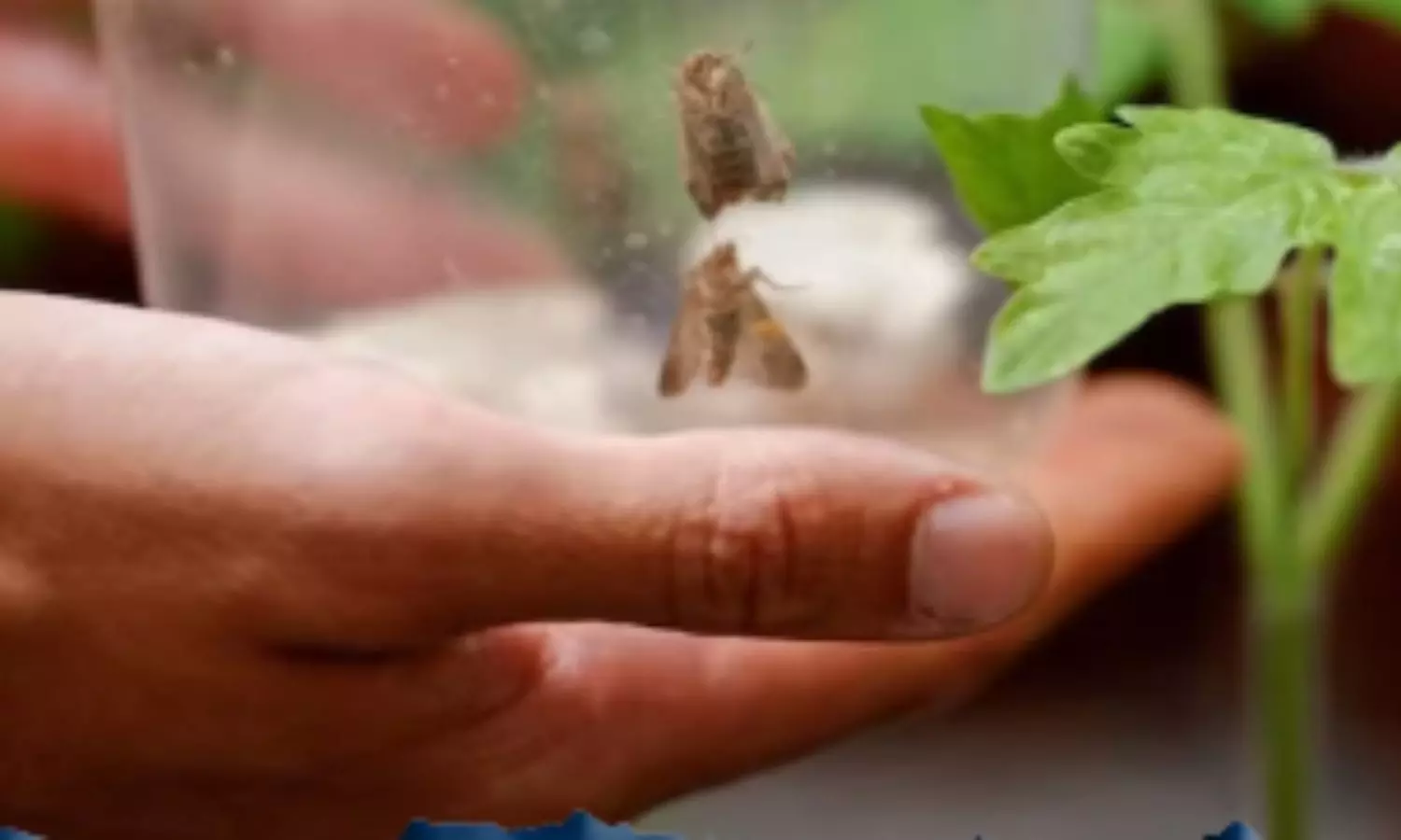 tree ,plants ,insects