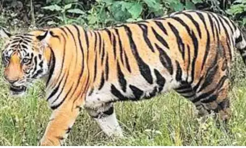tiger,  roaming,  kamareddy district, telangana