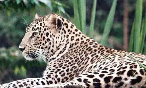 leopard, spotted, alipiri zoo park road, tirupathi