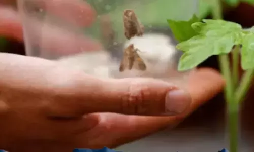 tree ,plants ,insects