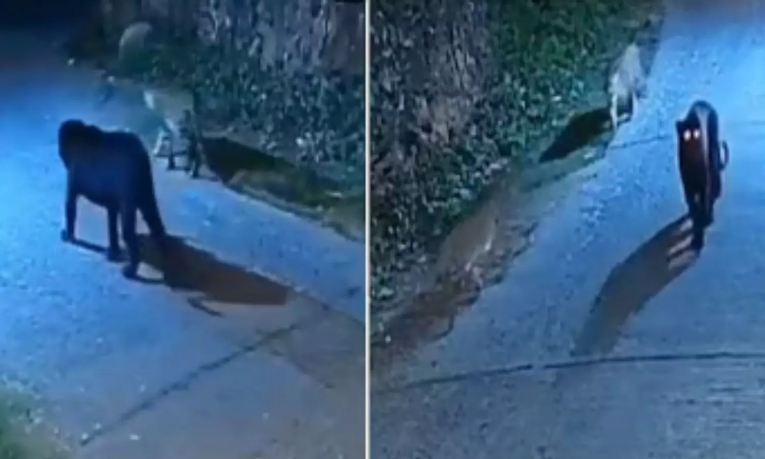 బ్లాక్ ప్యాంథర్.. రోడ్డు మీదకొచ్చింది