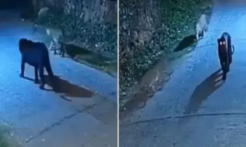 బ్లాక్ ప్యాంథర్.. రోడ్డు మీదకొచ్చింది