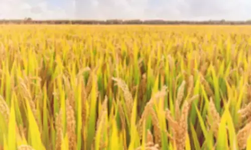 కంకికి 1000 గింజలు ఉండేలా.. మరో విప్లవమే!