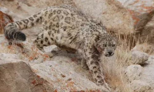 leopard, roaming,  gandipet, hyderabad