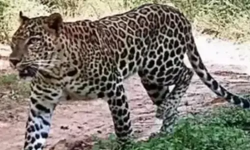 leopard, sv zoo park road, alipiri, tirumala