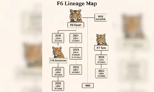 ఒకప్పుడు మూడే పులులు.. మరిప్పుడు?