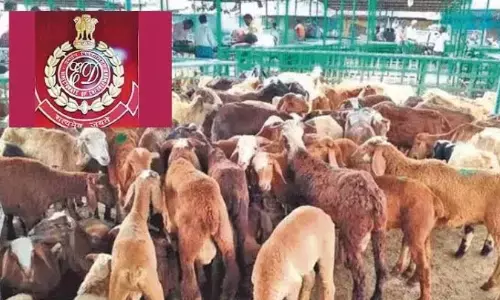 enforcement directorate, detained,  kalyan,  sheep distribution scam