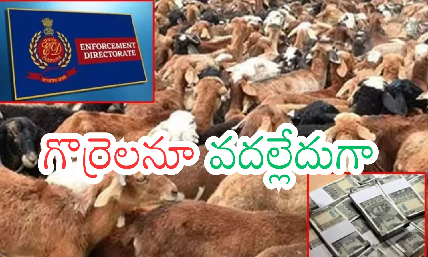 sheep distribution scam telangan public representatives, thousand crores scam, enforcement directorate