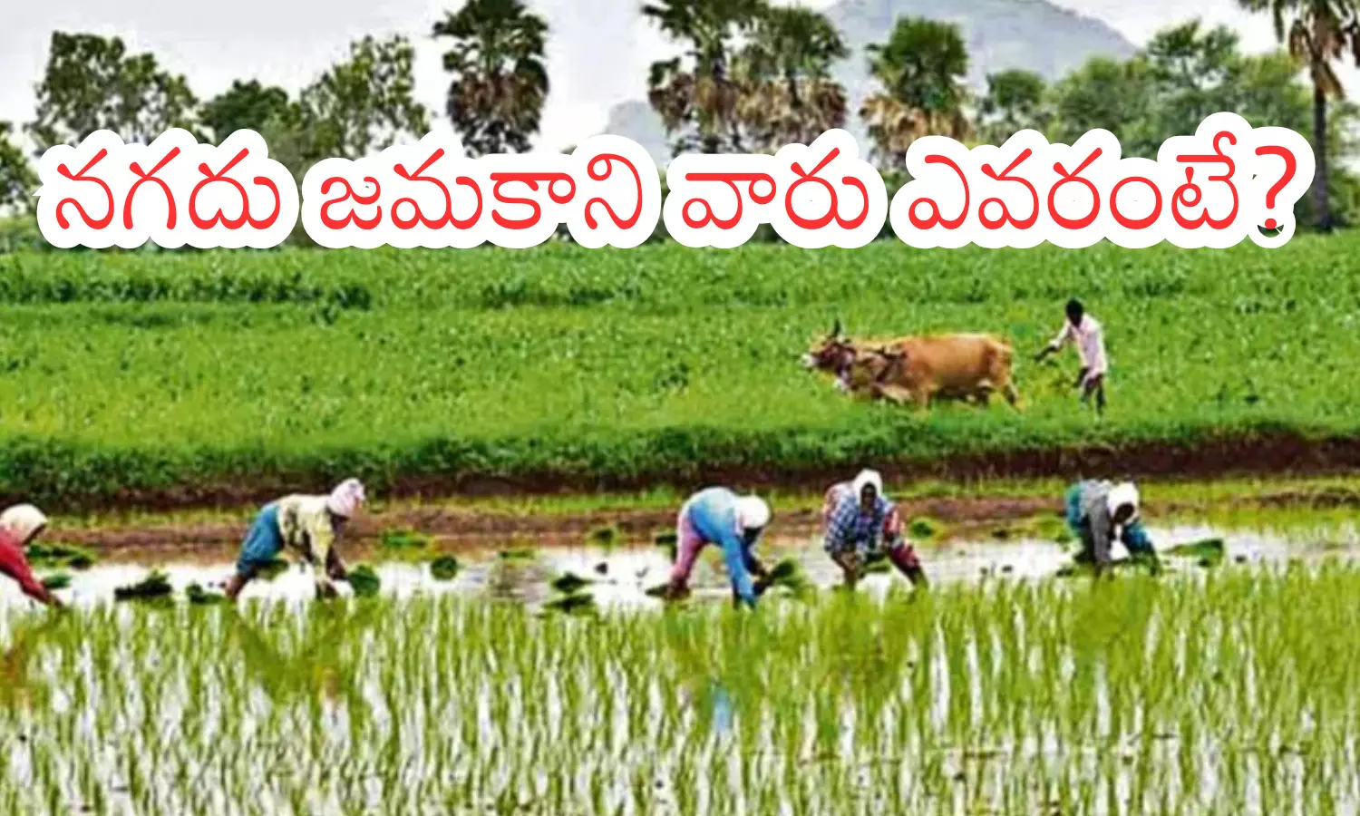 annadata sukhikava scheme, deposited in the accounts, 99.98 percent farmers, andhra pradesh annadata sukhikava scheme, deposited in the accounts, 99.98 percent farmers, andhra pradesh