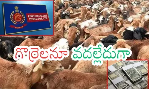 sheep distribution scam telangan public representatives, thousand crores scam, enforcement directorate