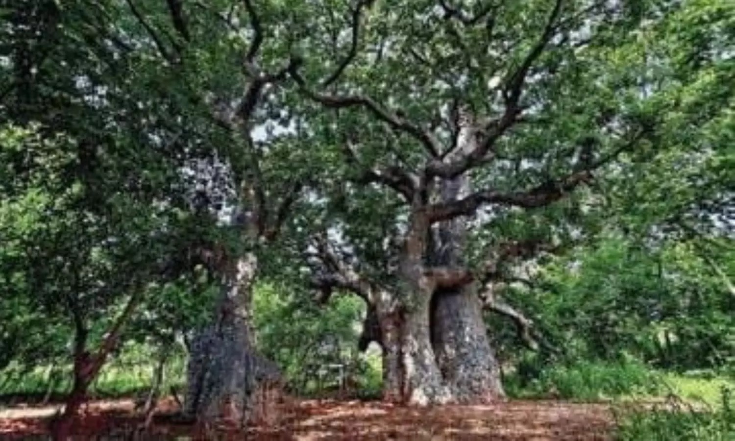 400 సంవత్సరాల చరిత్ర ఉన్న బావోబ్యాబ్‌ చెట్టు.. కూలిపోయిందే!!