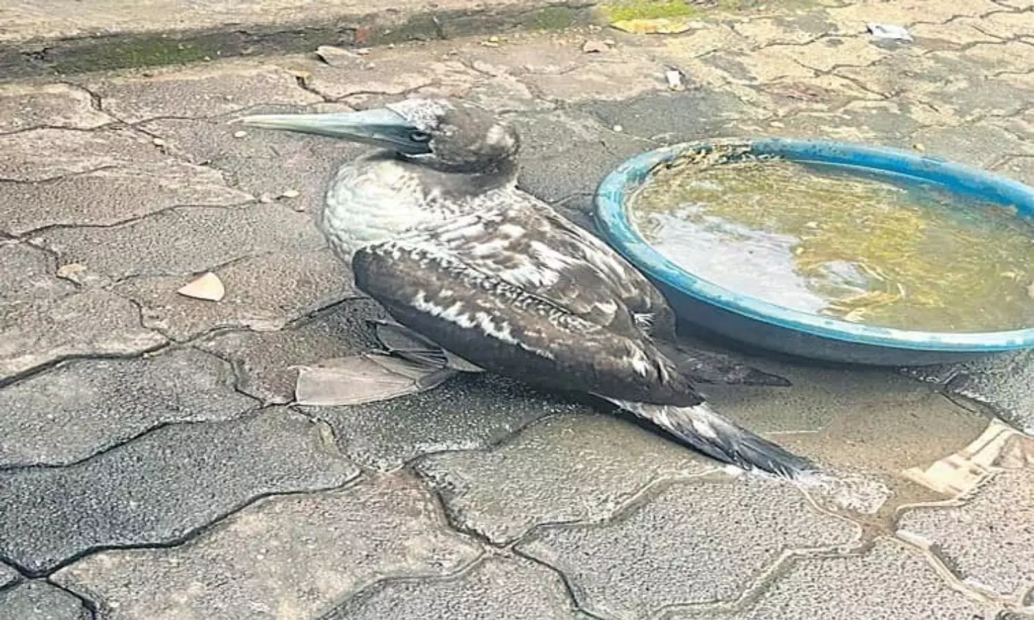 ఒంటరై ముంబైకు చేరిన అరుదైన పక్షి