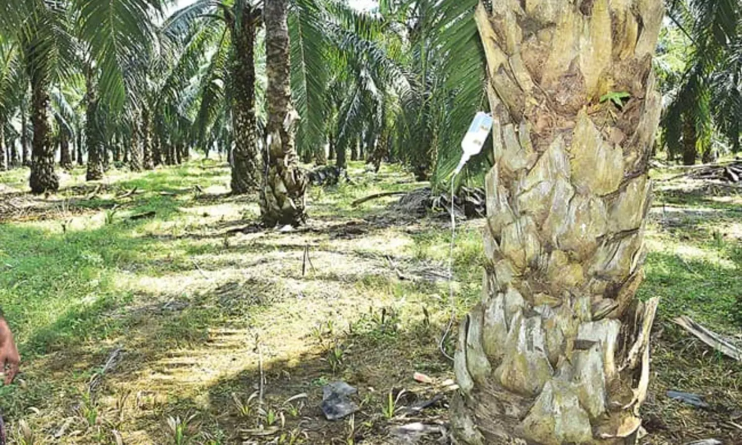 ఆయిల్‌పామ్‌ చెట్లను సెలైన్‌ తో కాపాడుకుంటూ