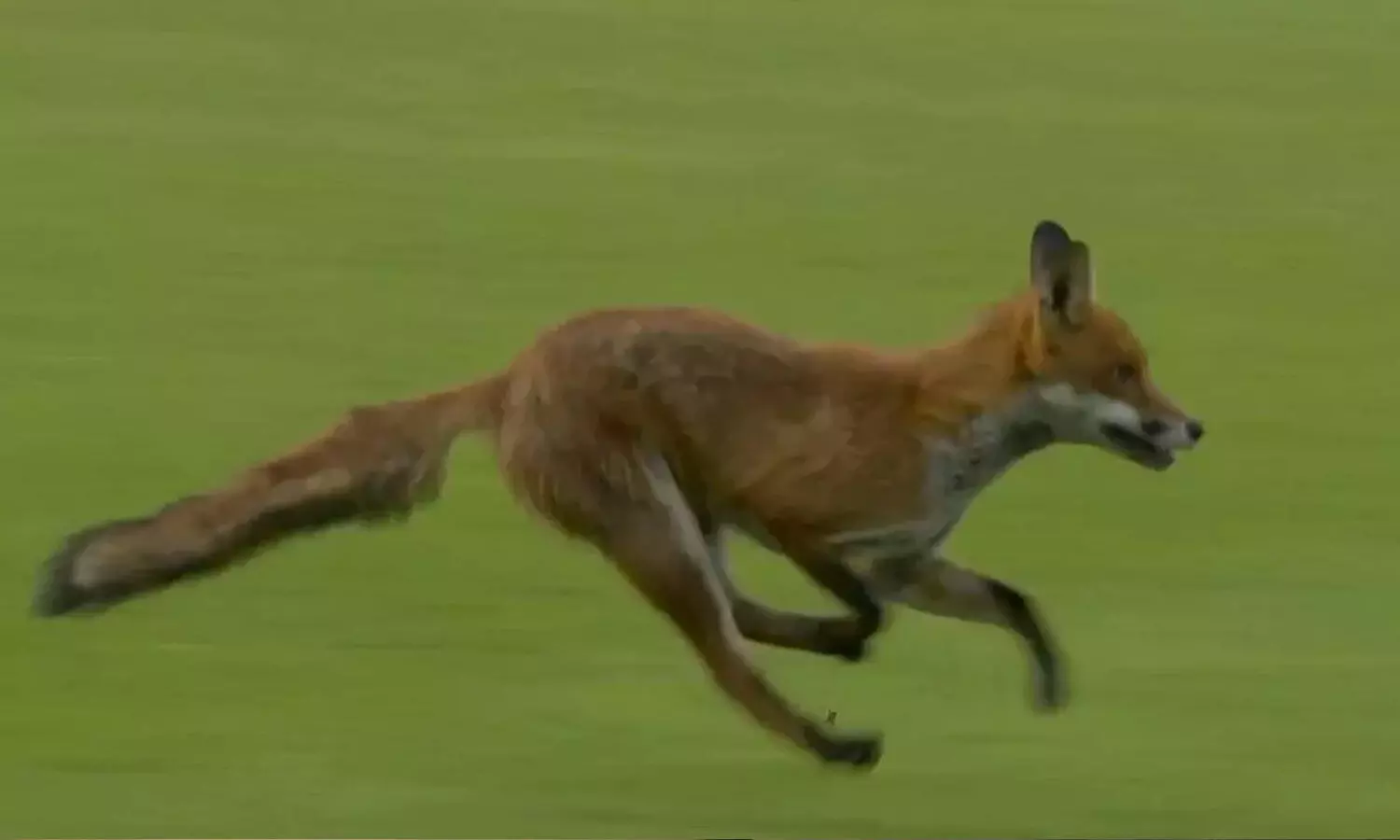 Video : సప్పగా సాగుతున్న మ్యాచ్లో నవ్వులు పూయించిన నక్క..! Video : సప్పగా సాగుతున్న మ్యాచ్లో నవ్వులు పూయించిన నక్క..!