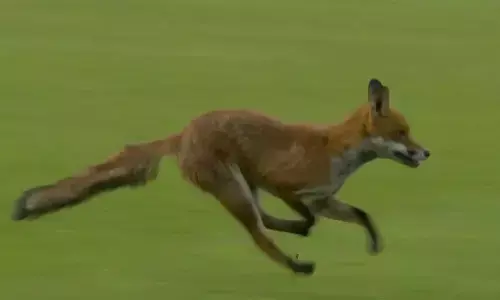 Video : స‌ప్ప‌గా సాగుతున్న‌ మ్యాచ్‌లో న‌వ్వులు పూయించిన న‌క్క‌..!