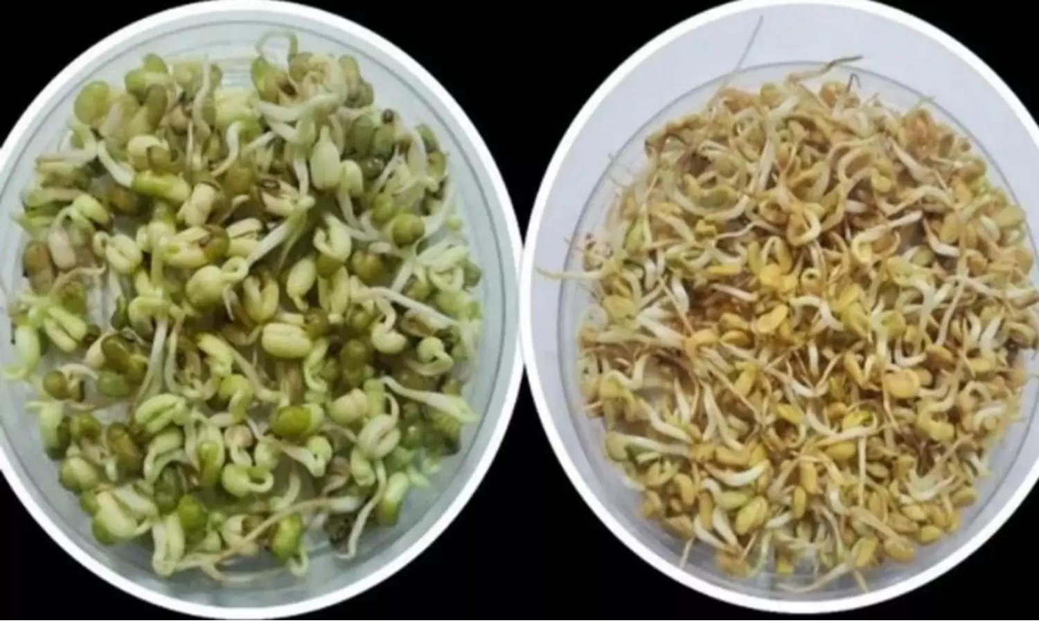 అంతరిక్షం నుండి భూమికి తిరిగొచ్చిన మన విత్తనాలు