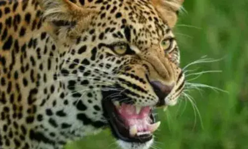 leopard attacked a child, chinnarutla chenchugudem village, welve kilometers from srisailam, andhra pradesh