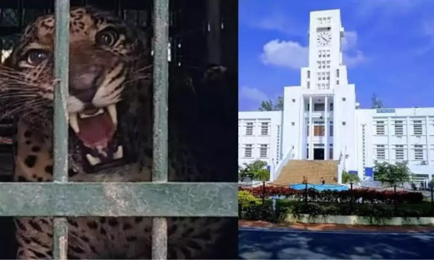 SVU క్యాంపస్లో చిరుత పట్టుబట్టి సంచలనం SVU క్యాంపస్లో చిరుత పట్టుబట్టి సంచలనం