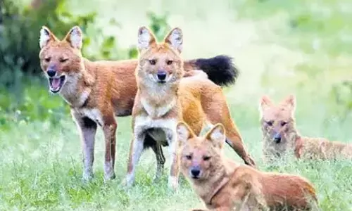 పాపి కొండల్లో వైల్డ్ డాగ్స్.. వాటి సత్తా తెలుసా?