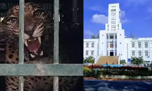 SVU క్యాంపస్‌లో చిరుత పట్టుబట్టి సంచలనం