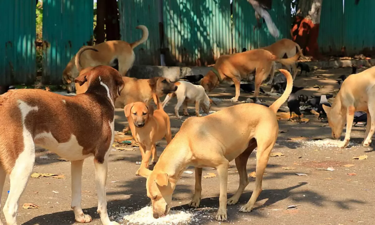 supreme court,  stray dogs,  verdict, vaccinated