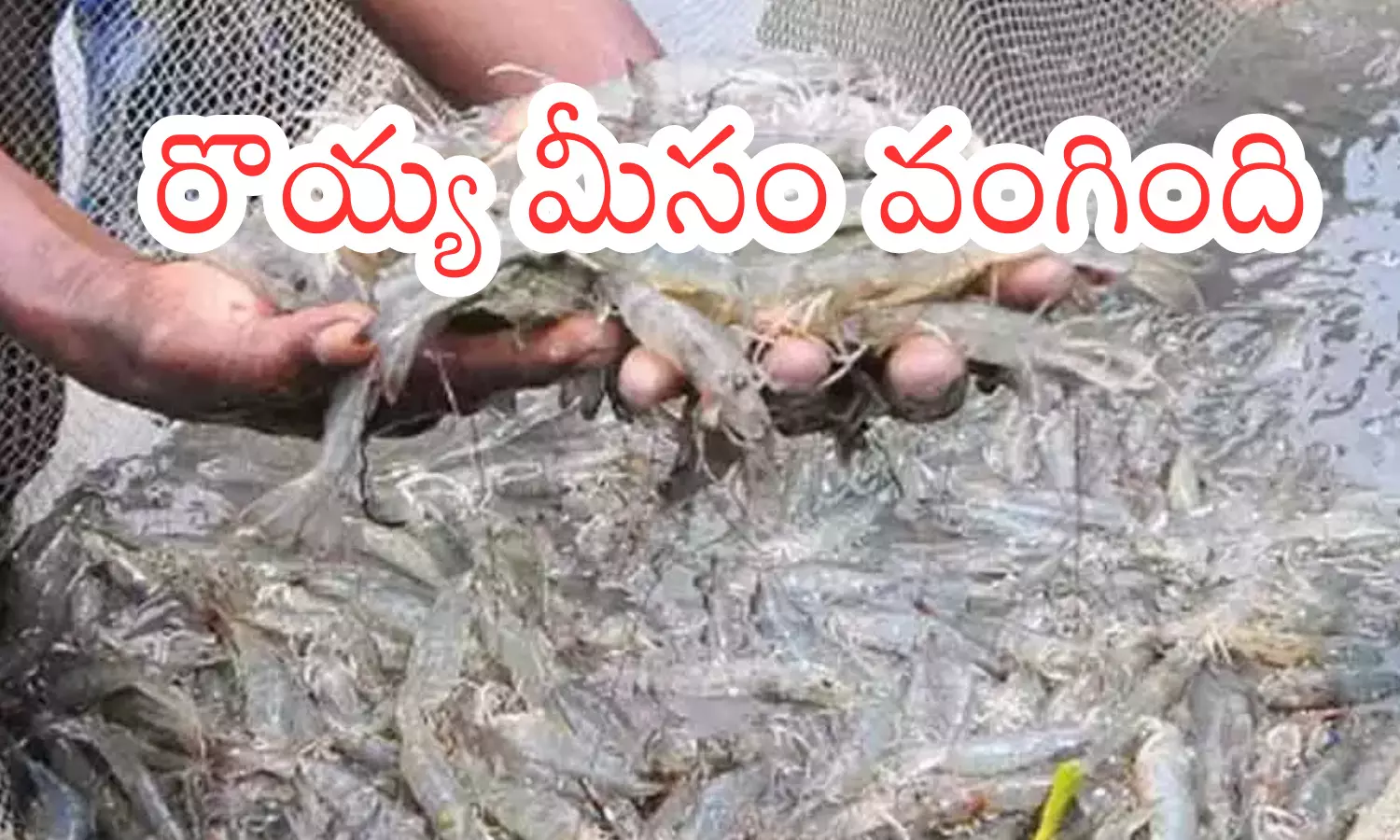 aqua exports, severely affected, trump increases tariffs, andhra pradesh