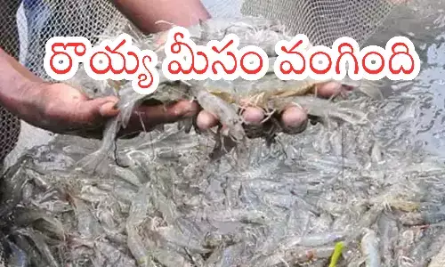 aqua exports, severely affected, trump increases tariffs, andhra pradesh
