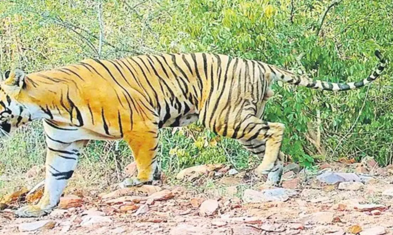 movement of tiger,  chitveli forest area,   forest department,  kadapa district